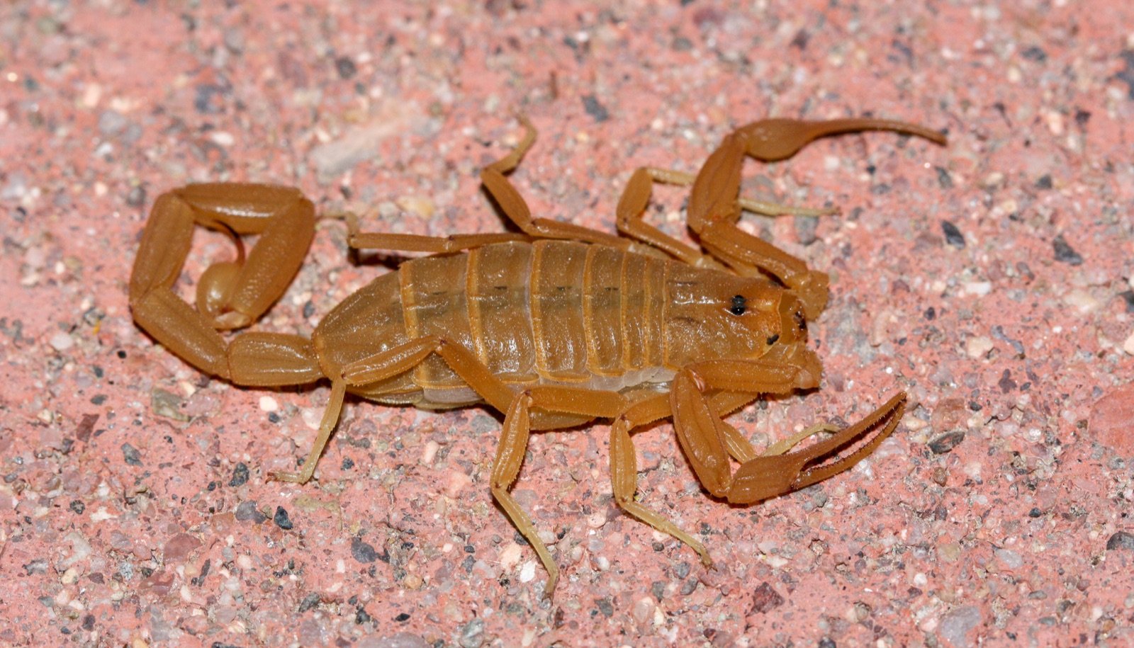 An Arizona bark scorpion on pavement, uniform tan with slender pincers and a long slender tail, without bold back stripes.
