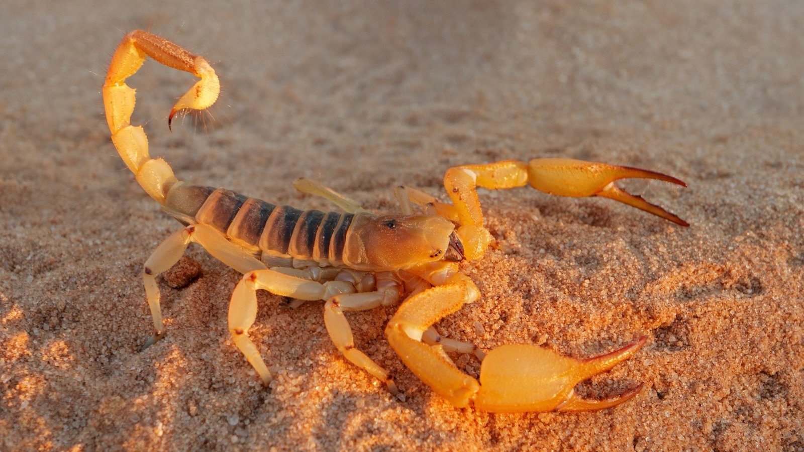 A robust desert scorpion with thick pincers on sand at dusk, shown for comparison; it is not the striped bark scorpion.