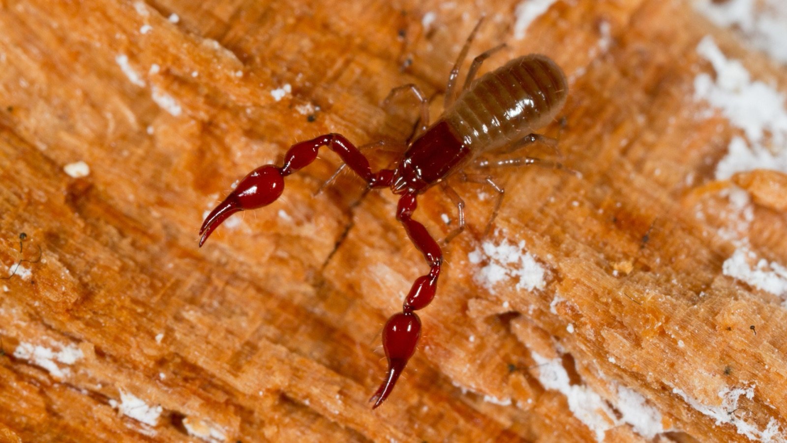 A tiny pseudoscorpion with large pincers and no tail on a piece of wood.