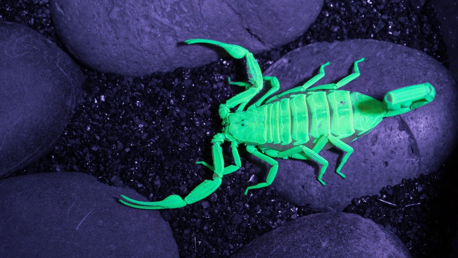 A scorpion glowing cyan-green under an ultraviolet blacklight.