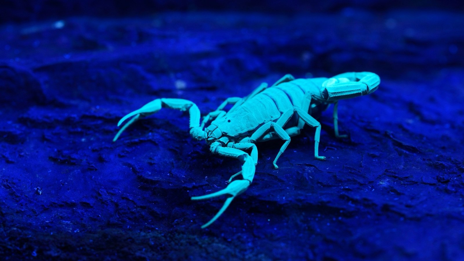 A scorpion fluorescing bright green under a UV blacklight on dark rocks at night.