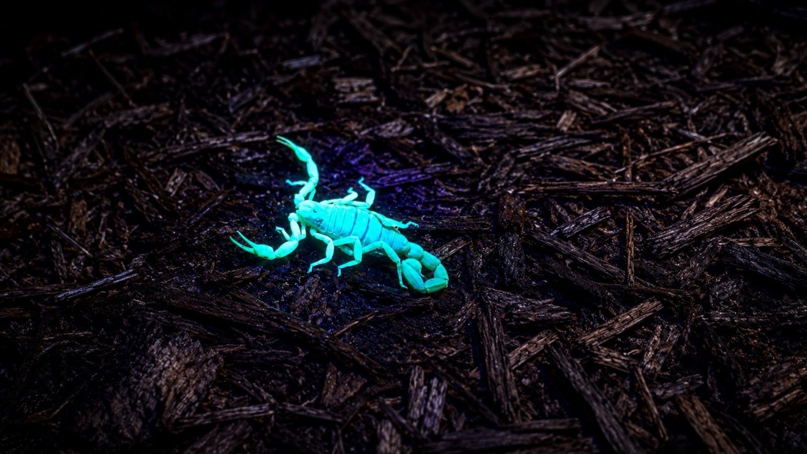 A scorpion glowing blue-green under ultraviolet light on dark mulch at night.