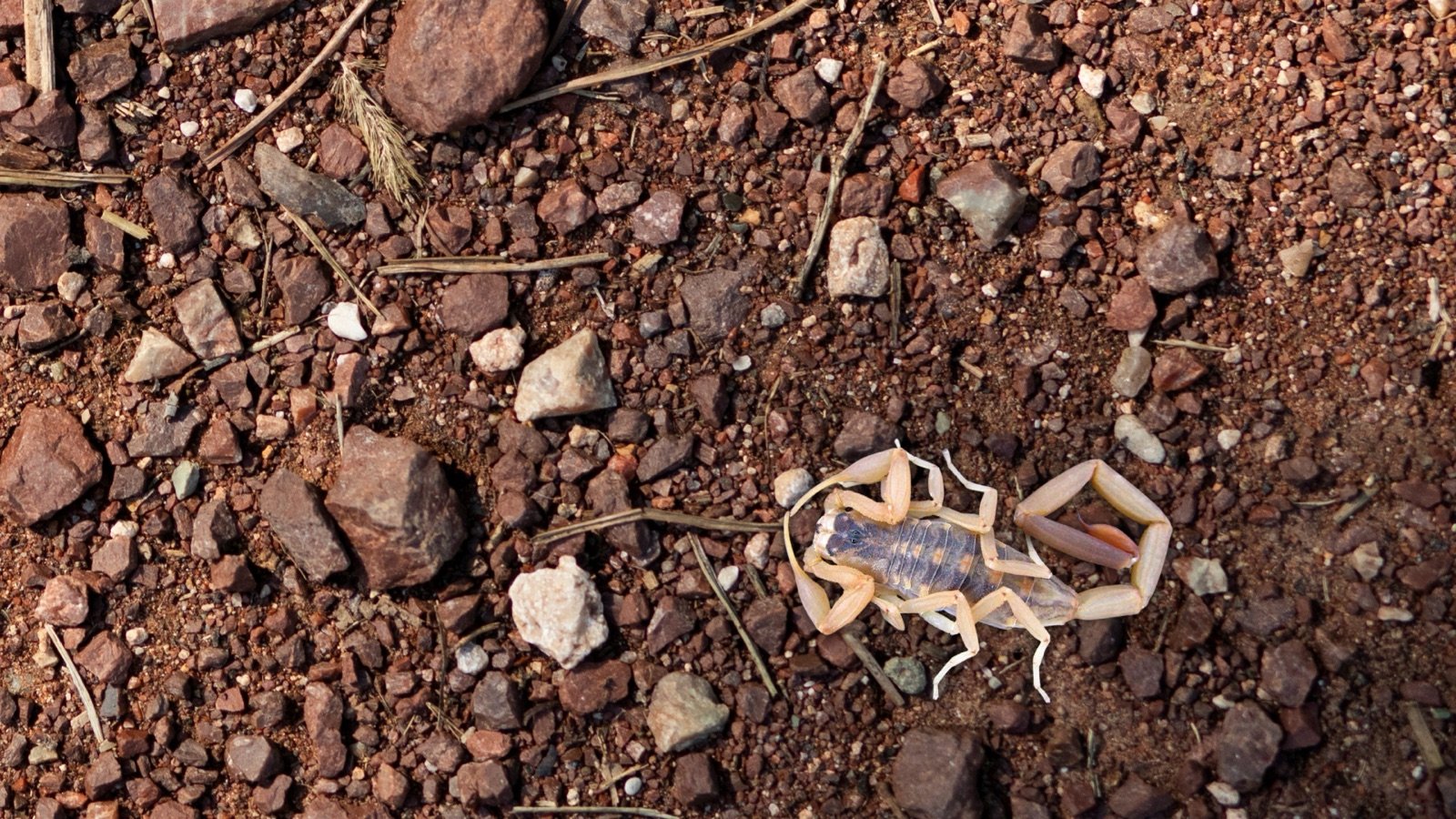 A pale striped bark scorpion on red rocky ground in daylight, seen from above, with slender pincers and a long thin tail.