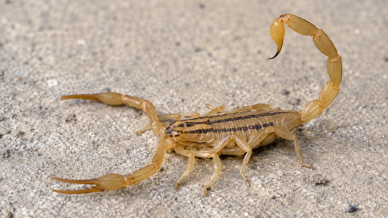 A striped bark scorpion in daylight showing its two bold dark back stripes, slender pincers, and long thin tail.