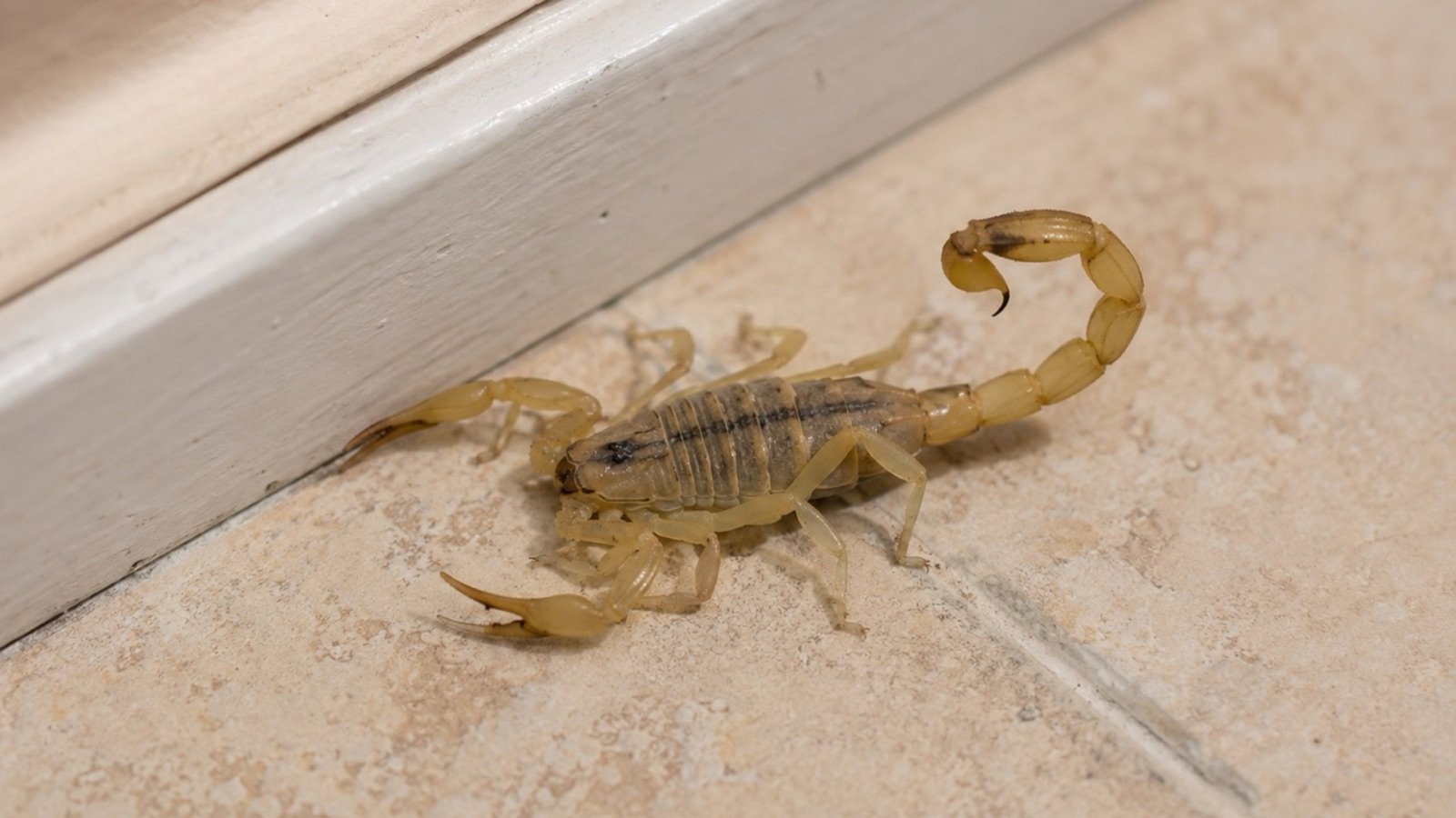 A striped bark scorpion on a tile floor beside a white baseboard, its two dark back stripes and pale slender pincers clearly visible.