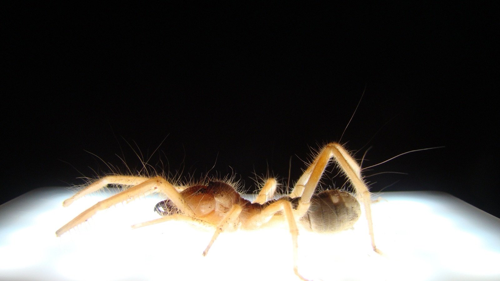 A vinegaroon, a harmless whip scorpion with pincers and a thin whip-like tail instead of a stinger, on pavement.