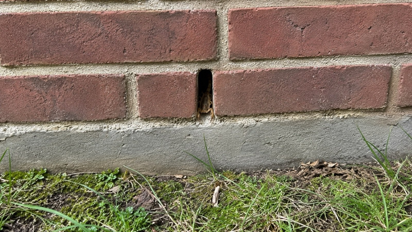 A scorpion tucked inside a weep hole gap in the brick veneer of a house near ground level.