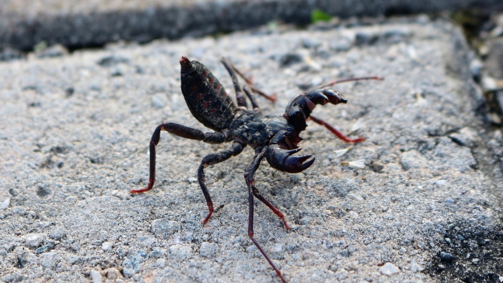 A wind scorpion, or camel spider, a harmless arachnid with large jaws and no stinger, backlit on a pale surface.